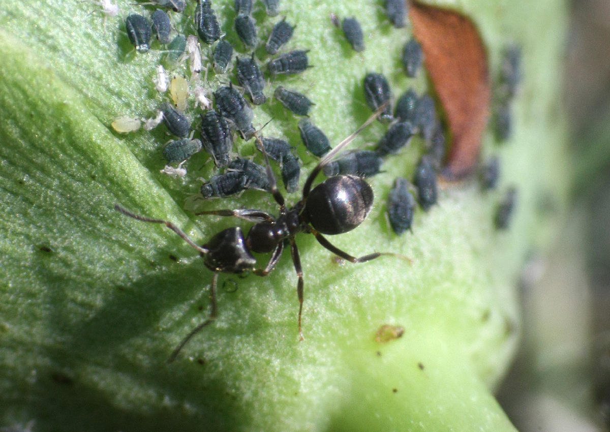 Formica (Lasius sp.) con afidi